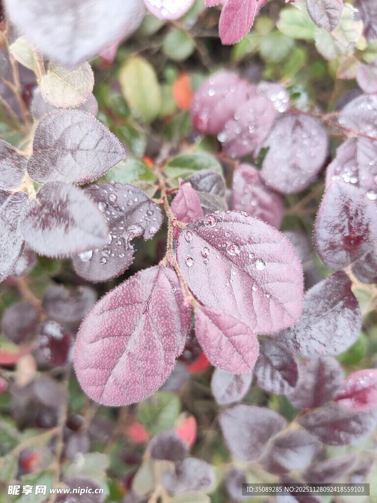 霜覆紫叶植物特写