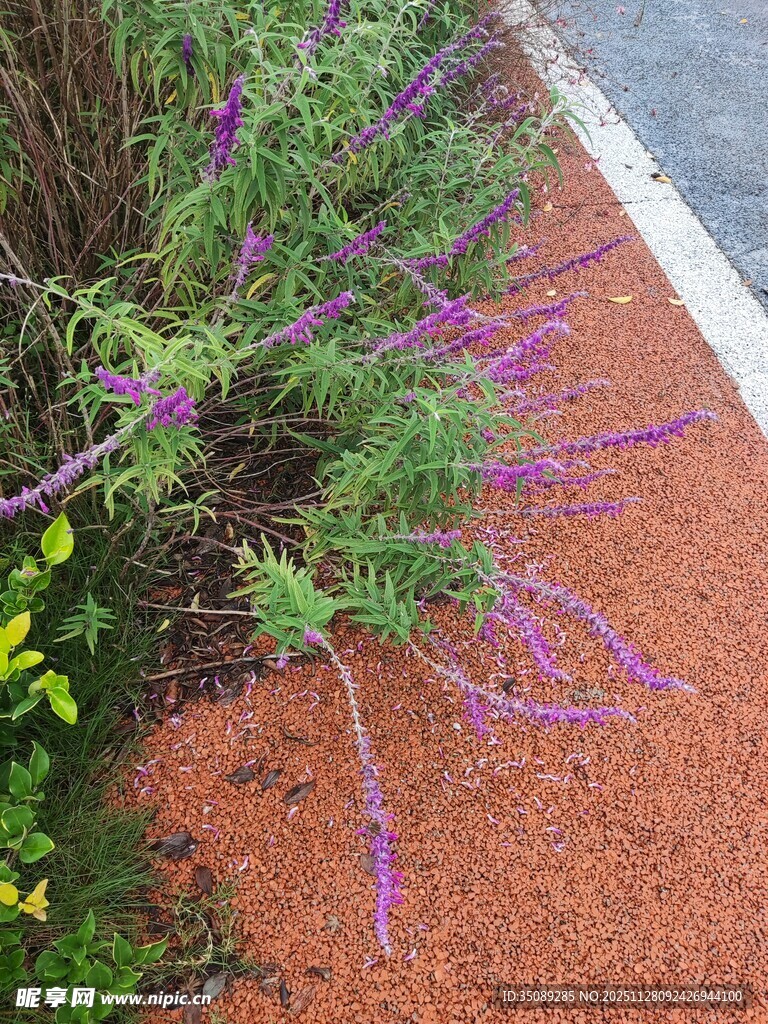 路边紫花绿植景观