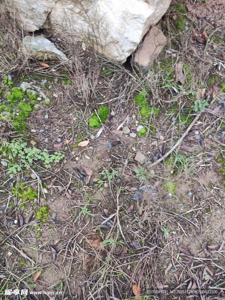 地面杂草与石块景象