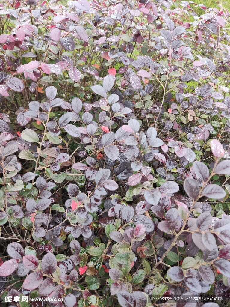 多彩叶片植物特写