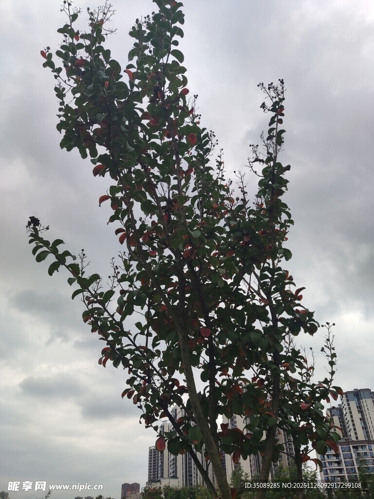 天空下的繁茂树木