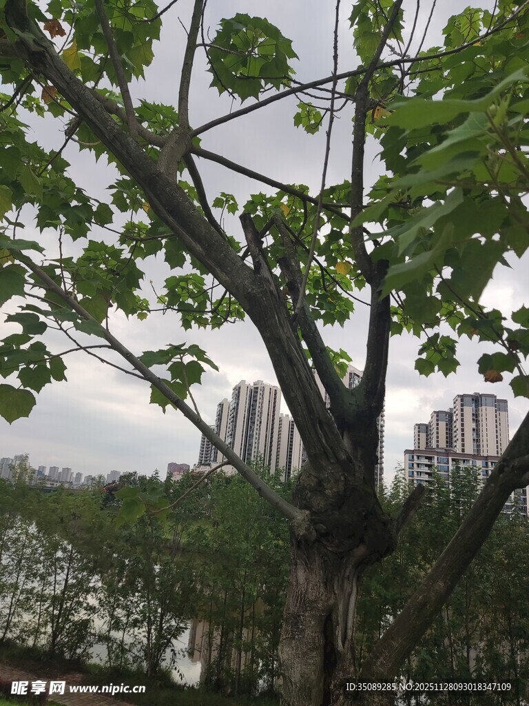 城市中枝叶繁茂的绿树