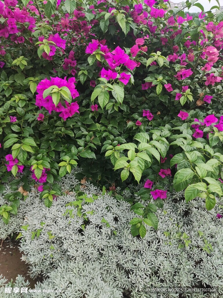 艳丽三角梅与灰白植物搭配