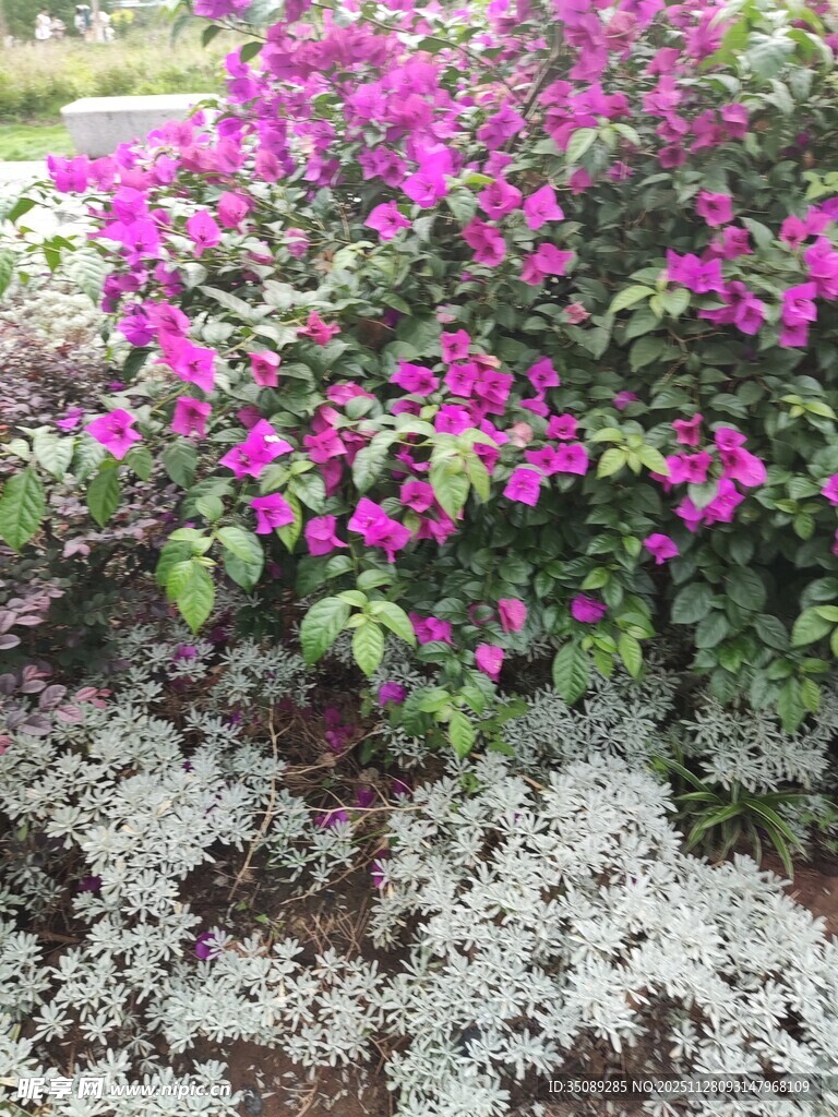 多彩花卉绽放于石旁