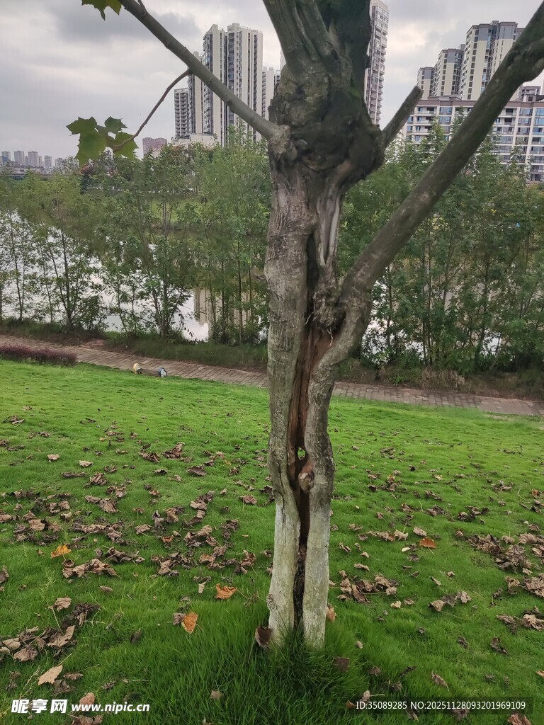公园中受损树干的景象
