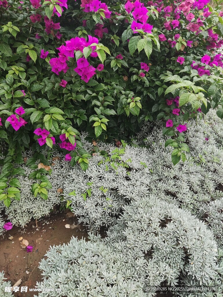 紫花绿植相映成趣