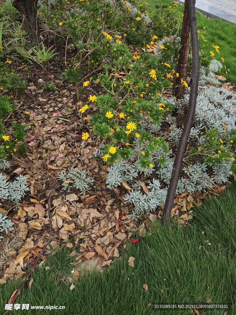 花园中多彩花卉与绿植