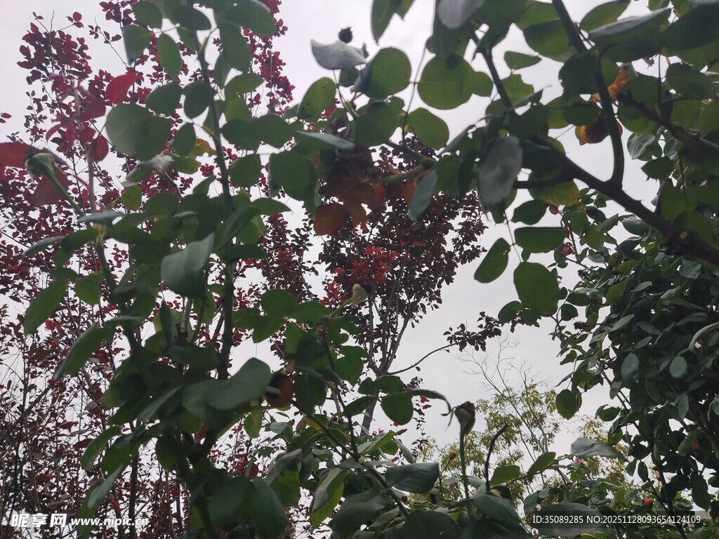 繁茂绿植花叶交织之景