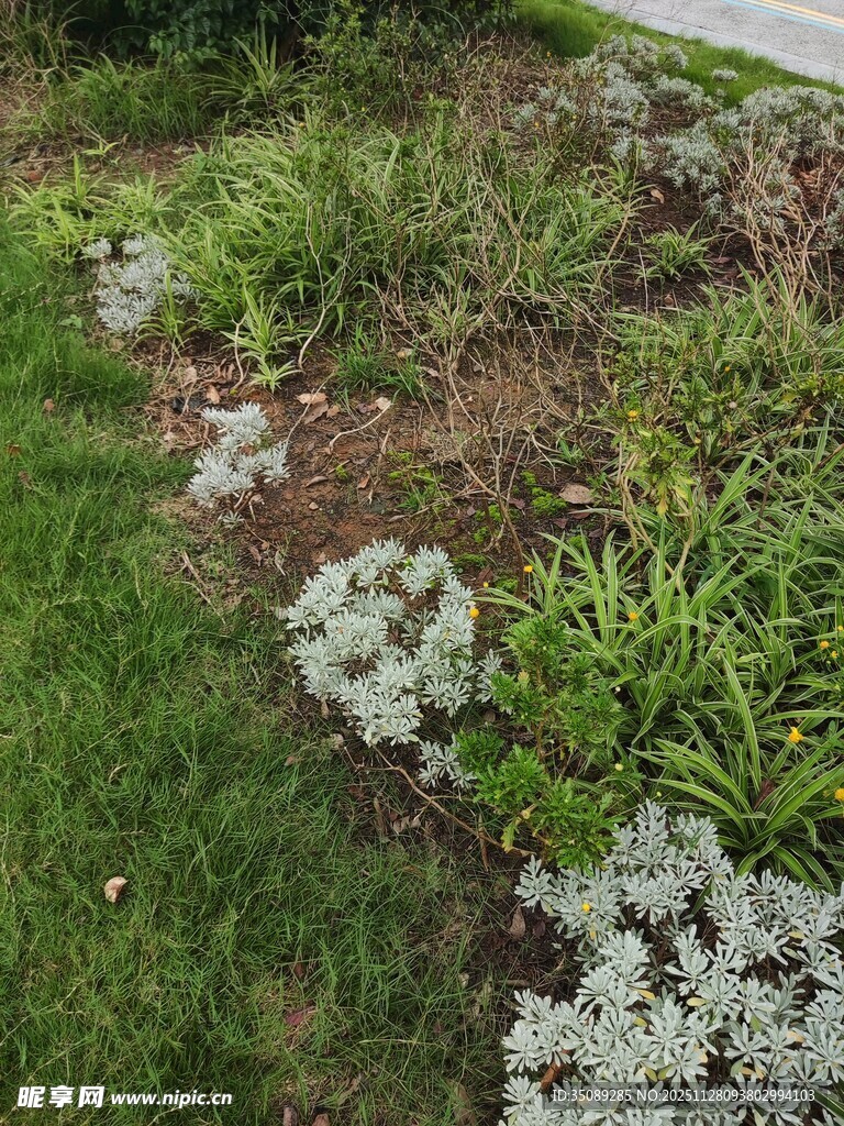 花园中的绿植与群花