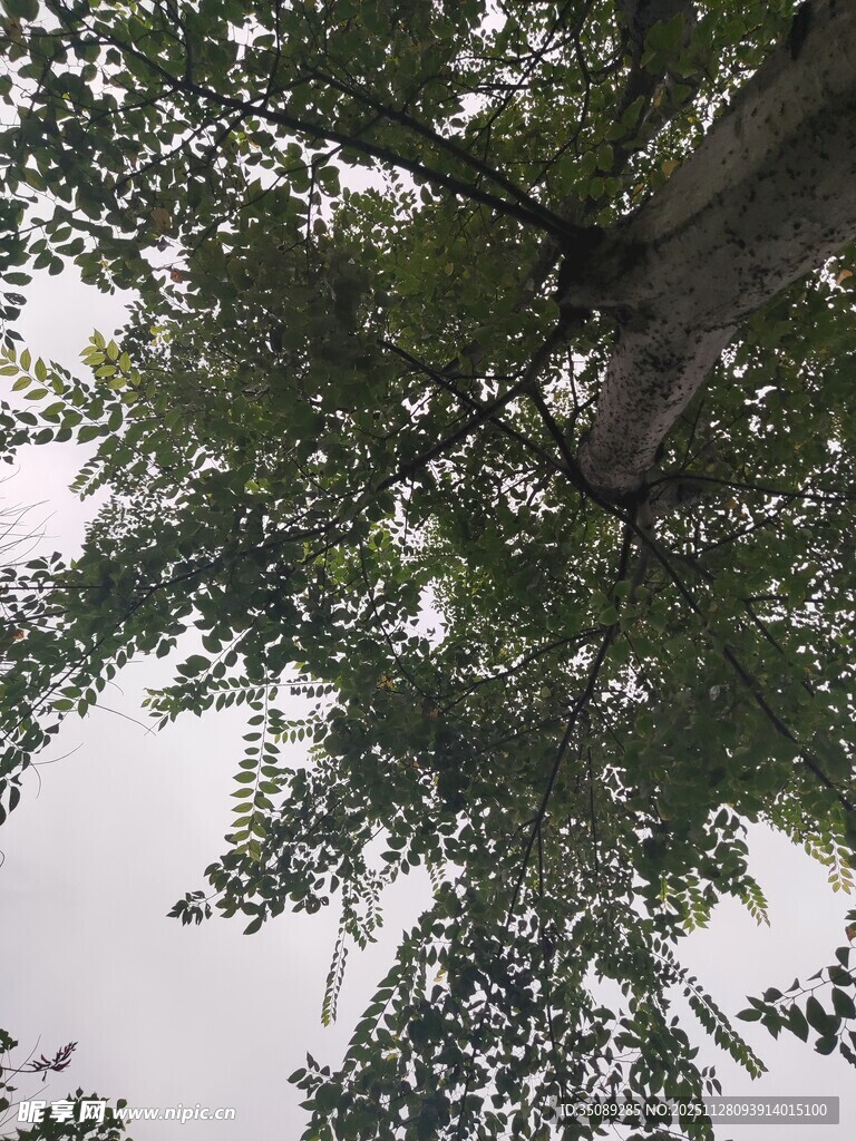 仰视繁茂枝叶间的天空