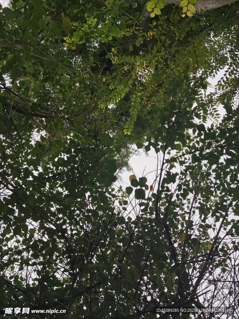 仰视繁茂枝叶间的天空