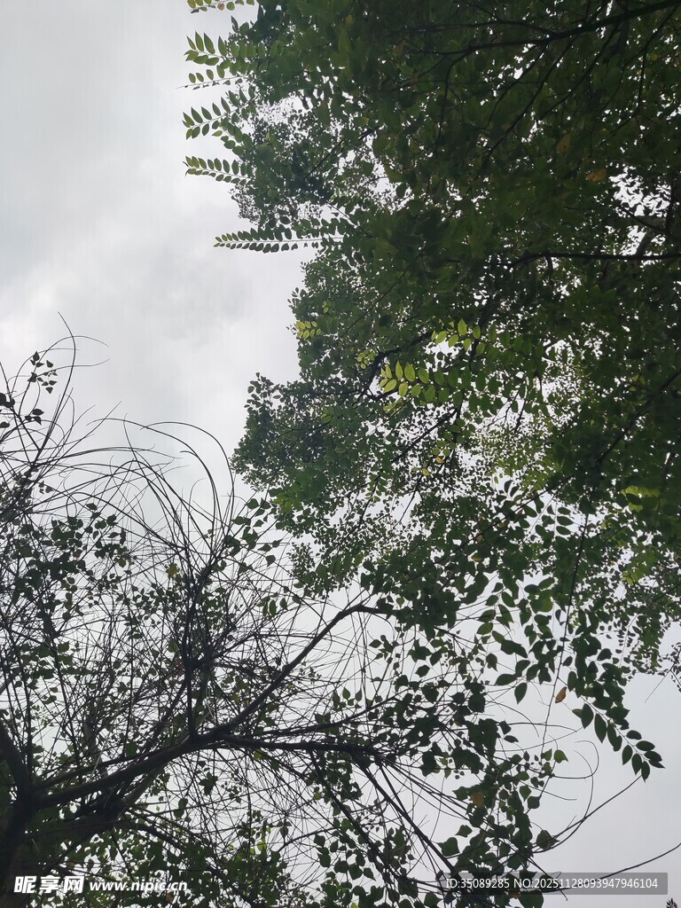 树梢间的天空与枝叶