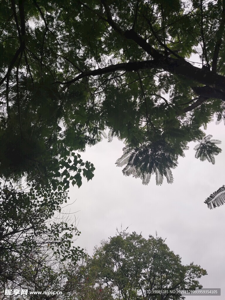 仰视树冠间的天空