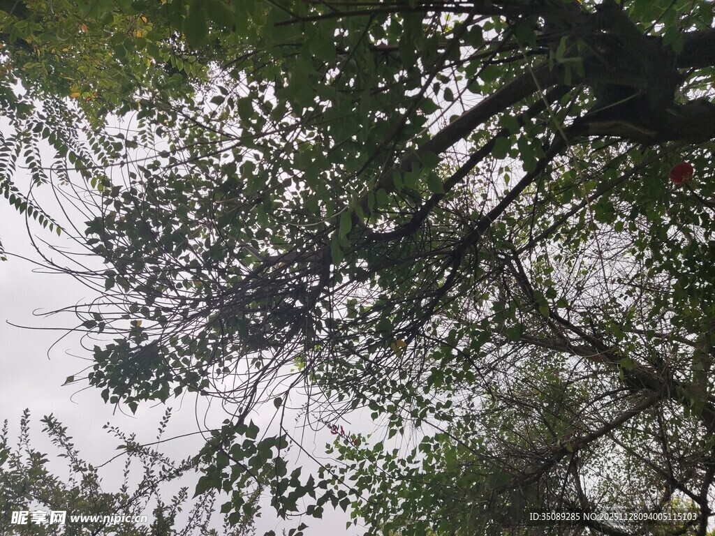 仰视繁茂枝叶景观