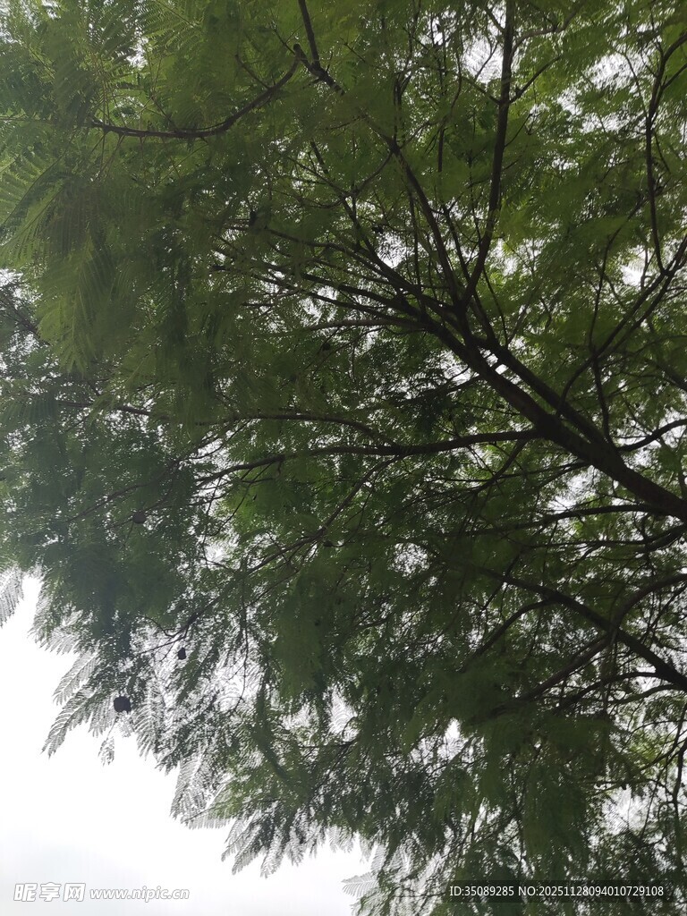 仰视翠绿繁茂的树枝