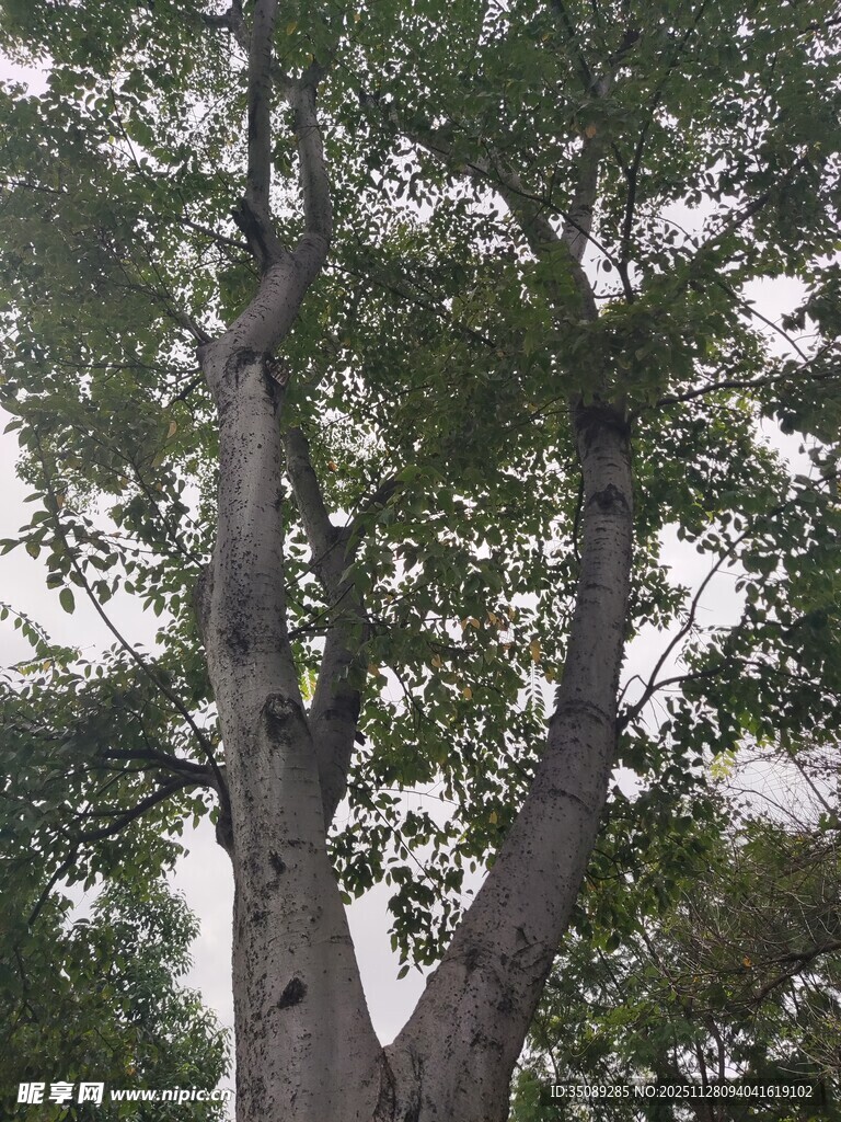 高大树木的繁茂树冠