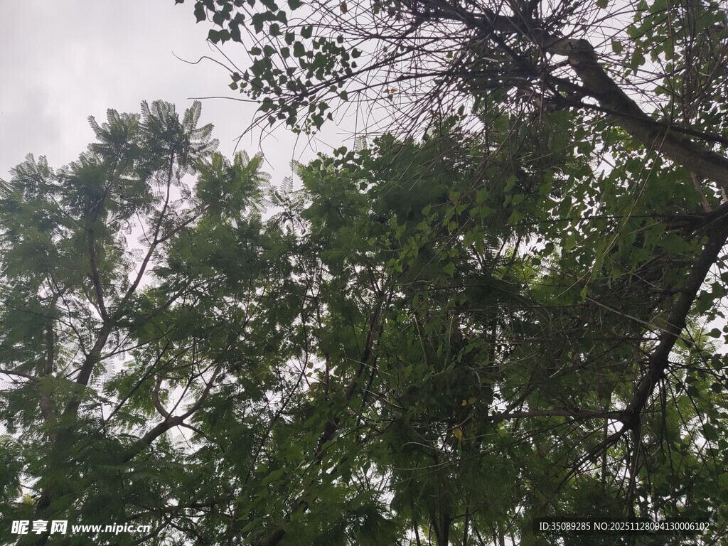 仰视茂密树林树冠