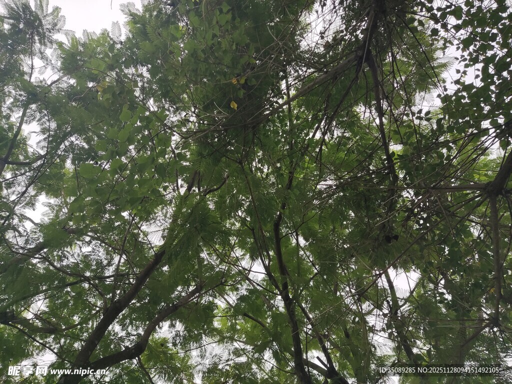 仰视茂密树林树冠