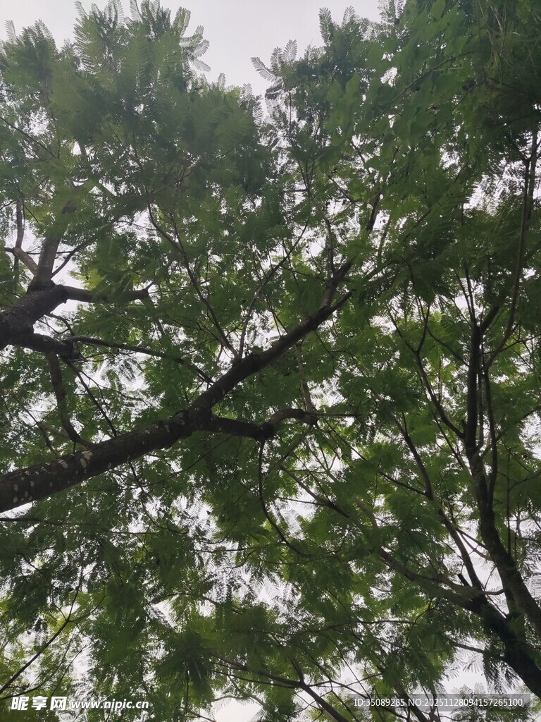 繁茂枝叶的树木景观