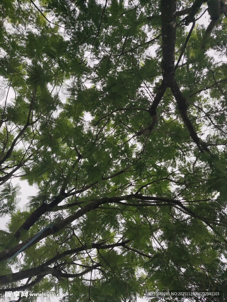 繁茂枝叶间的绿意景象