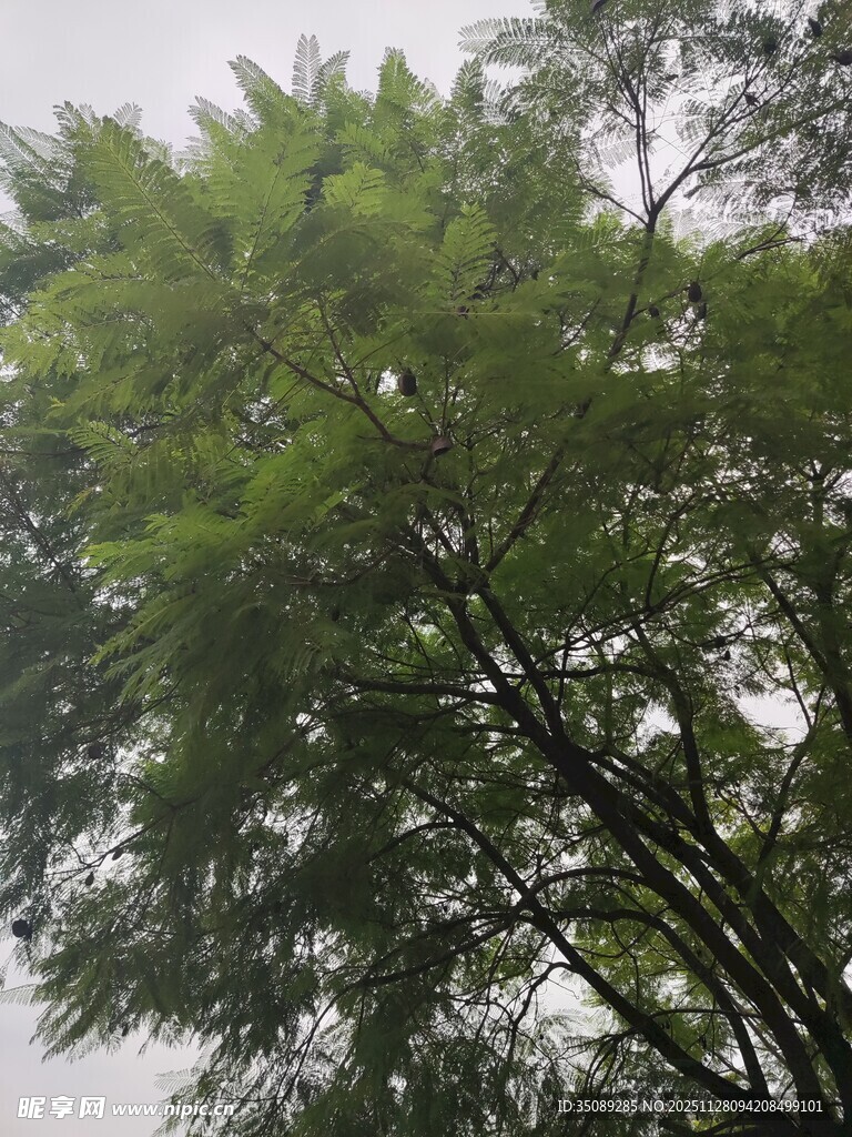 茂密绿树展现自然生机