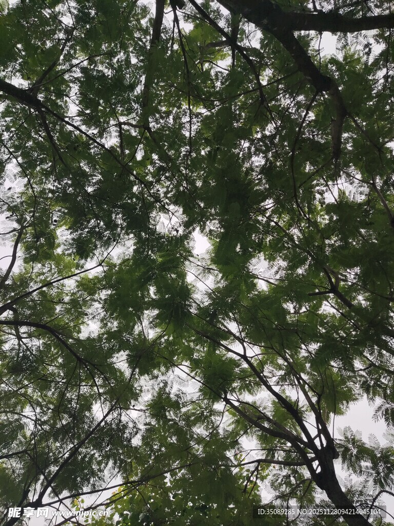 仰视繁茂枝叶