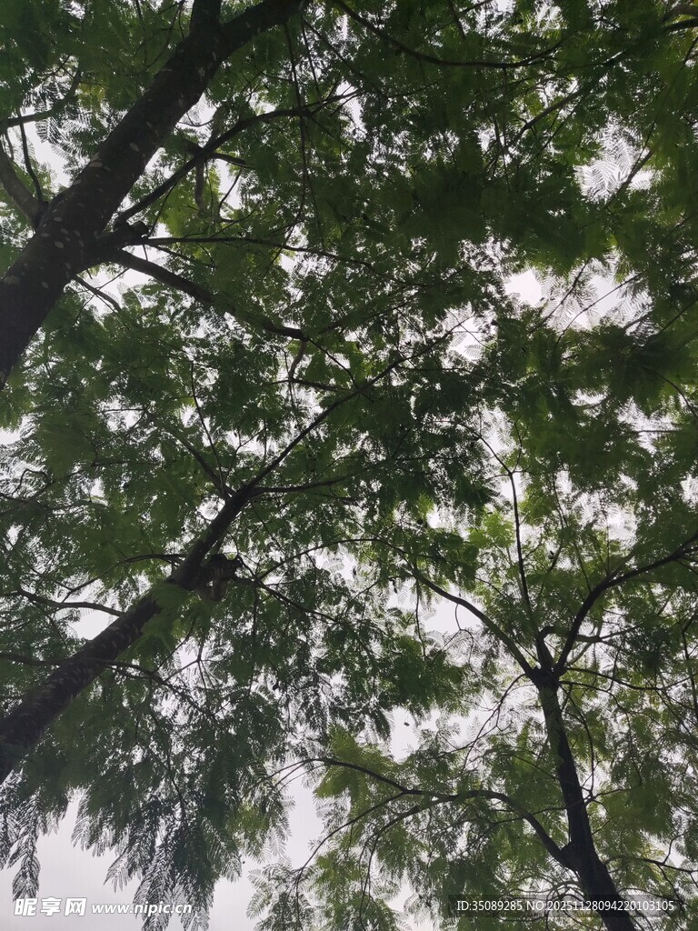 仰视茂密树林树冠