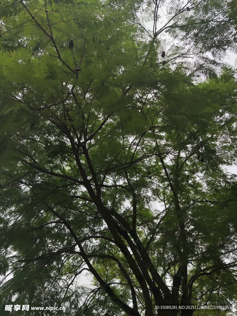 仰视茂密枝叶繁茂的树木