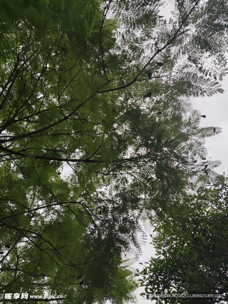 仰视葱郁繁茂的绿树