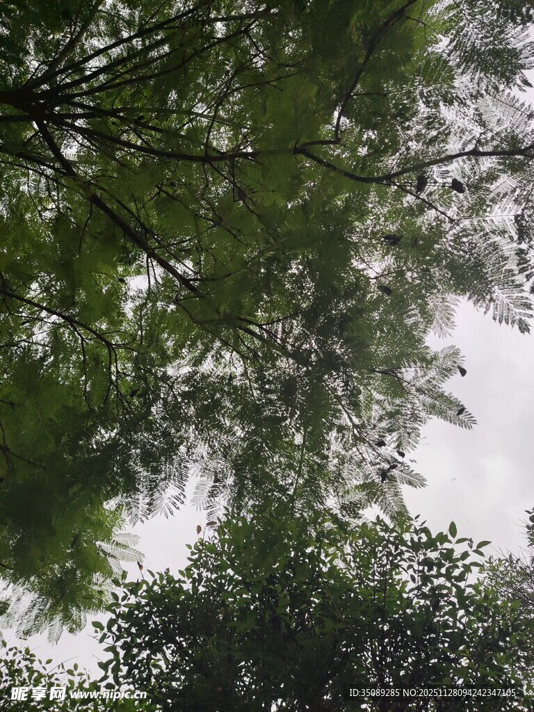 仰视葱郁繁茂的绿树树冠