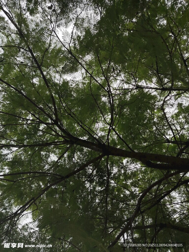 仰视茂密枝叶