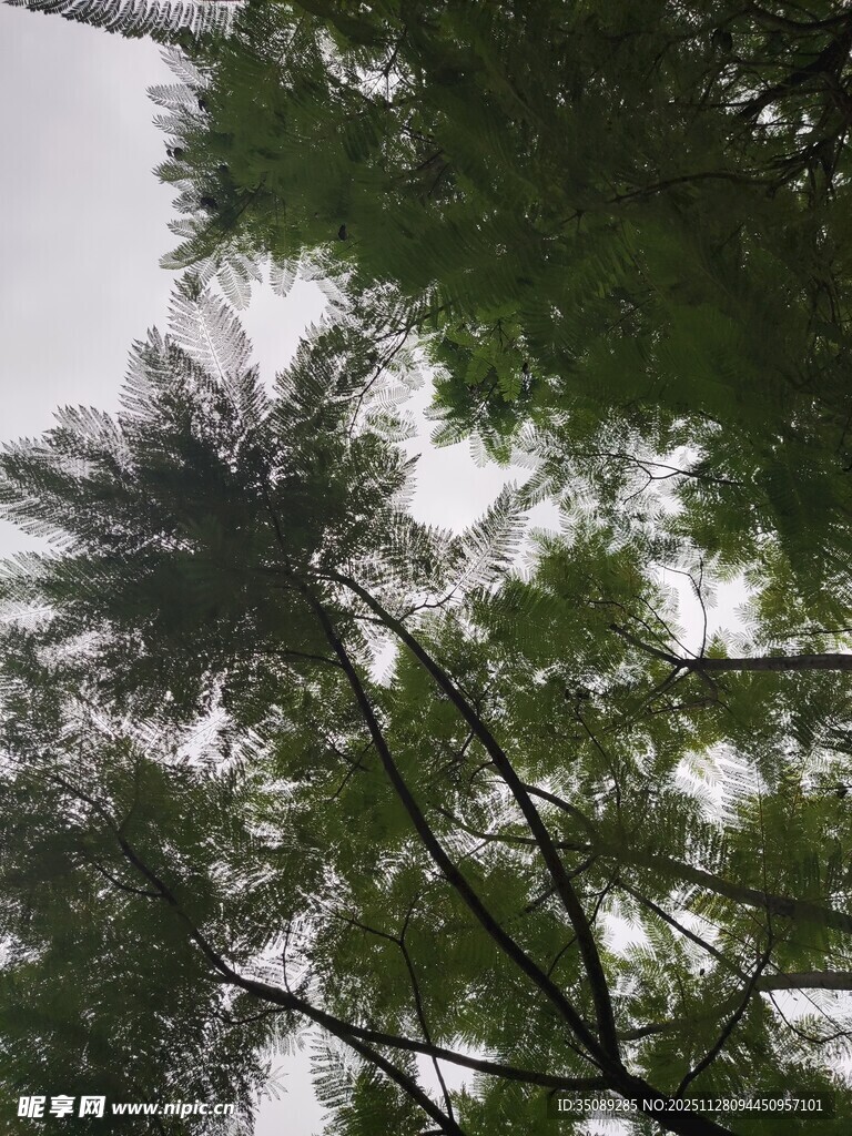 仰视葱郁树木景象