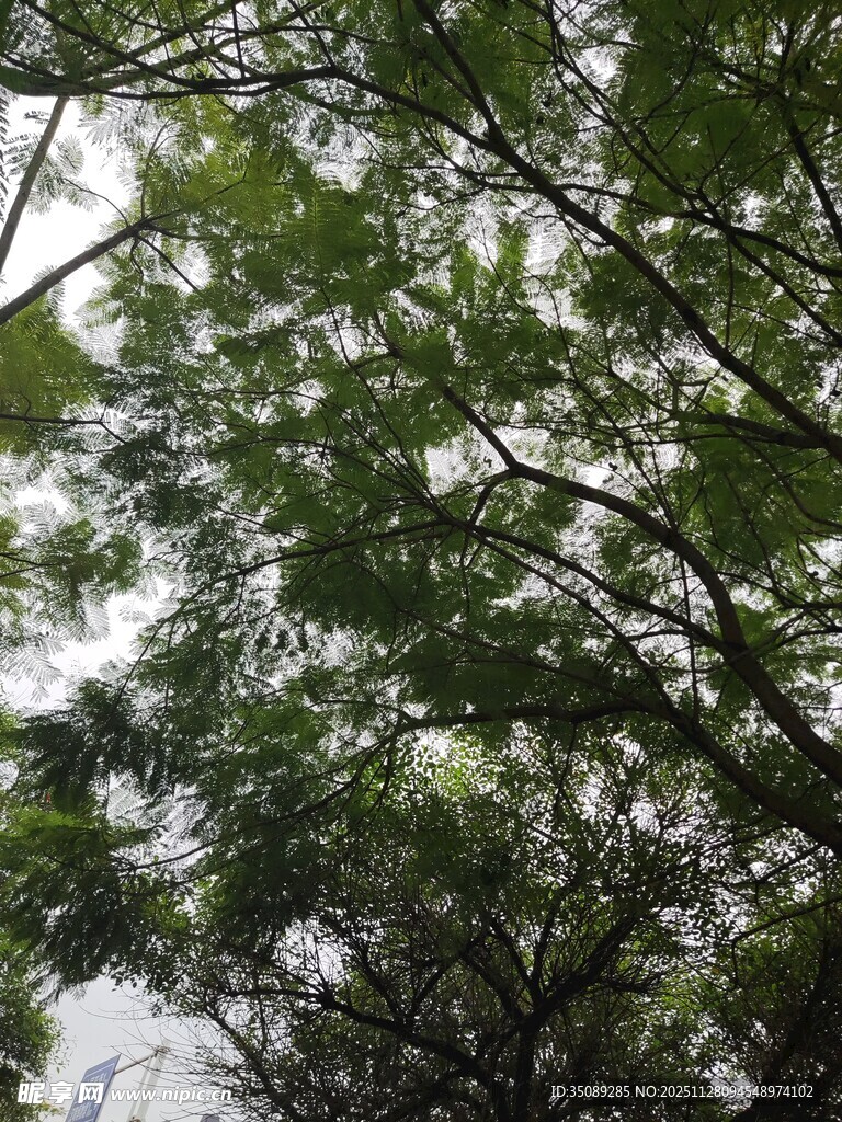 繁茂枝叶间的天空景象