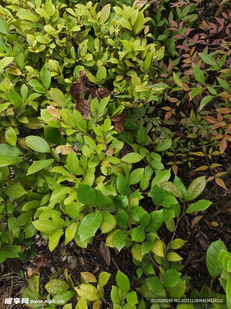 翠绿繁茂的多彩植物景观