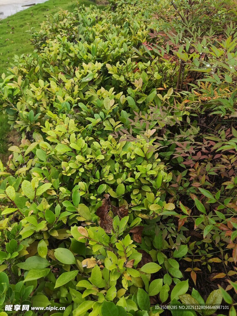 翠绿繁茂的丛生植物