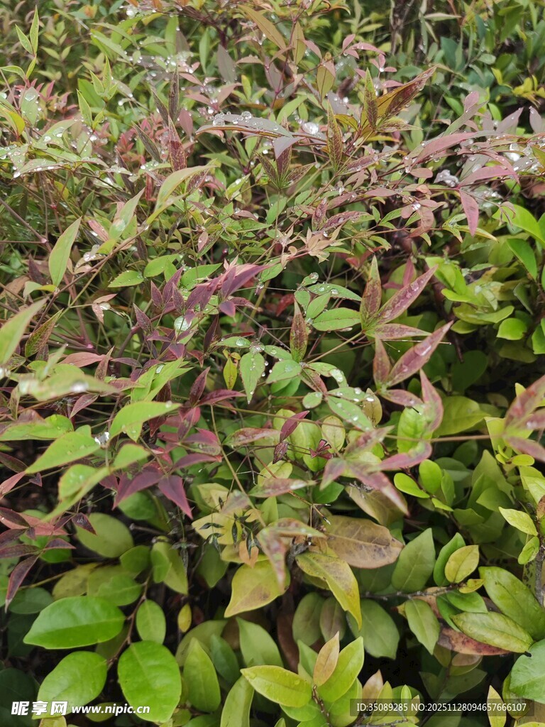 多彩叶片植物景观