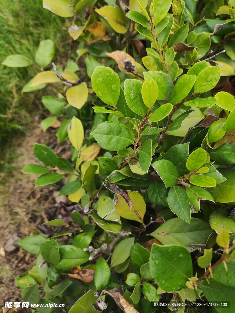 绿叶繁茂的植物景观