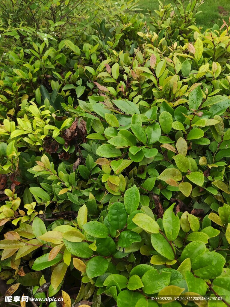 翠绿繁茂的植物景观