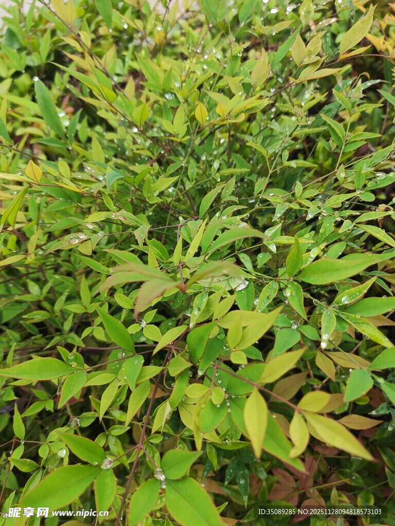 翠绿繁茂的植物景观