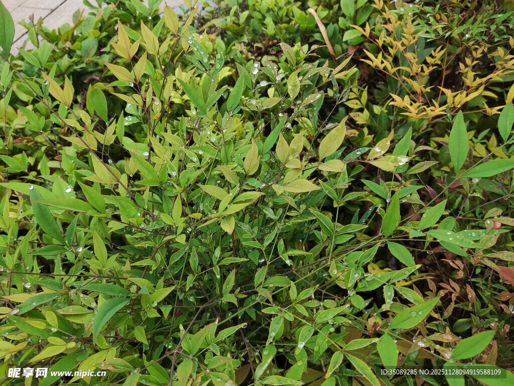 翠绿繁茂的植物群落