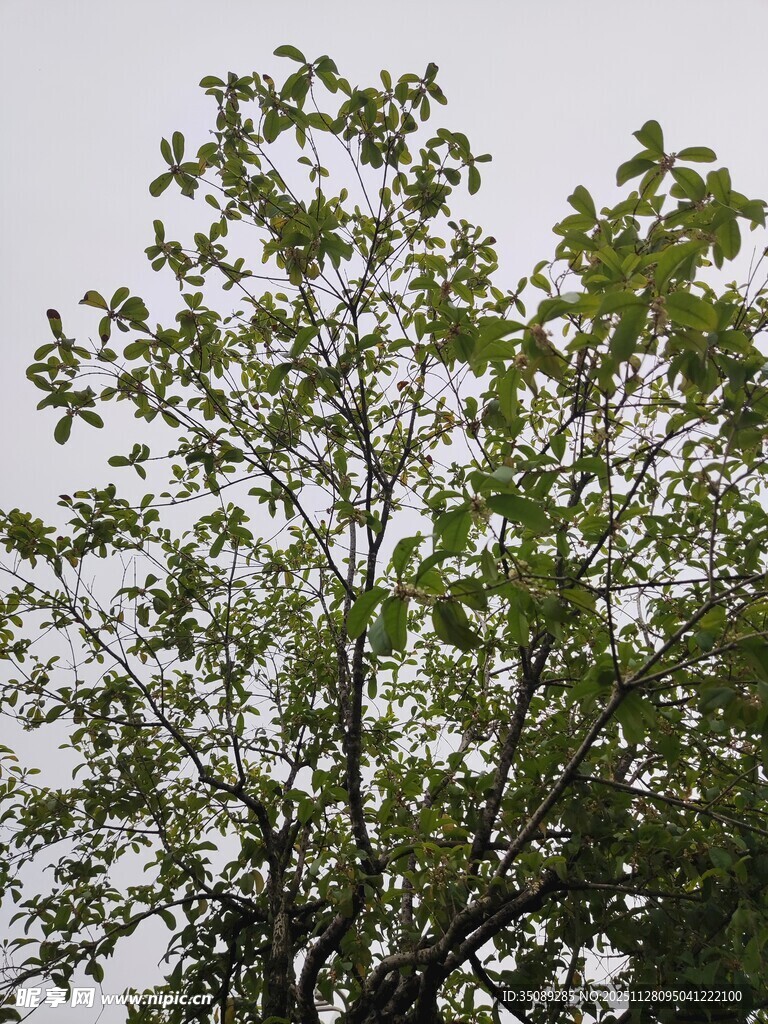 绿叶繁茂的树木