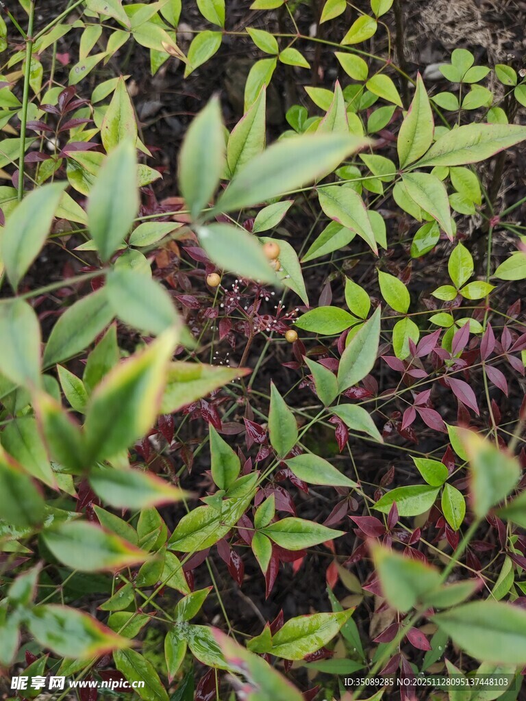 多彩叶片植物特写