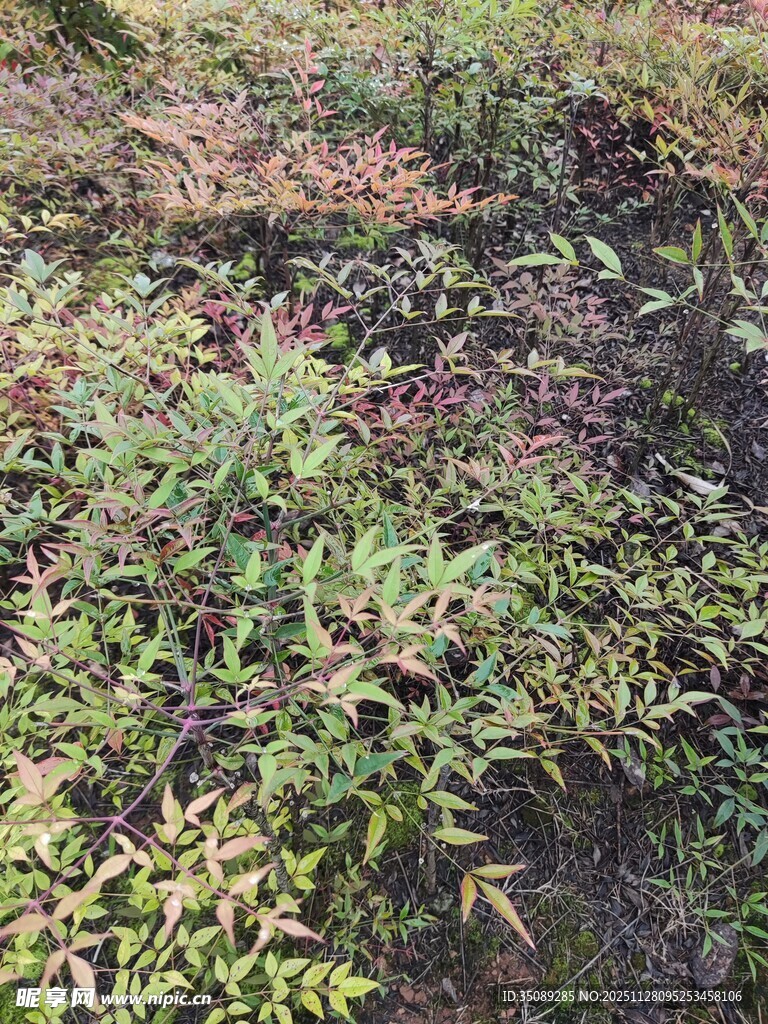 地面上的繁茂绿植