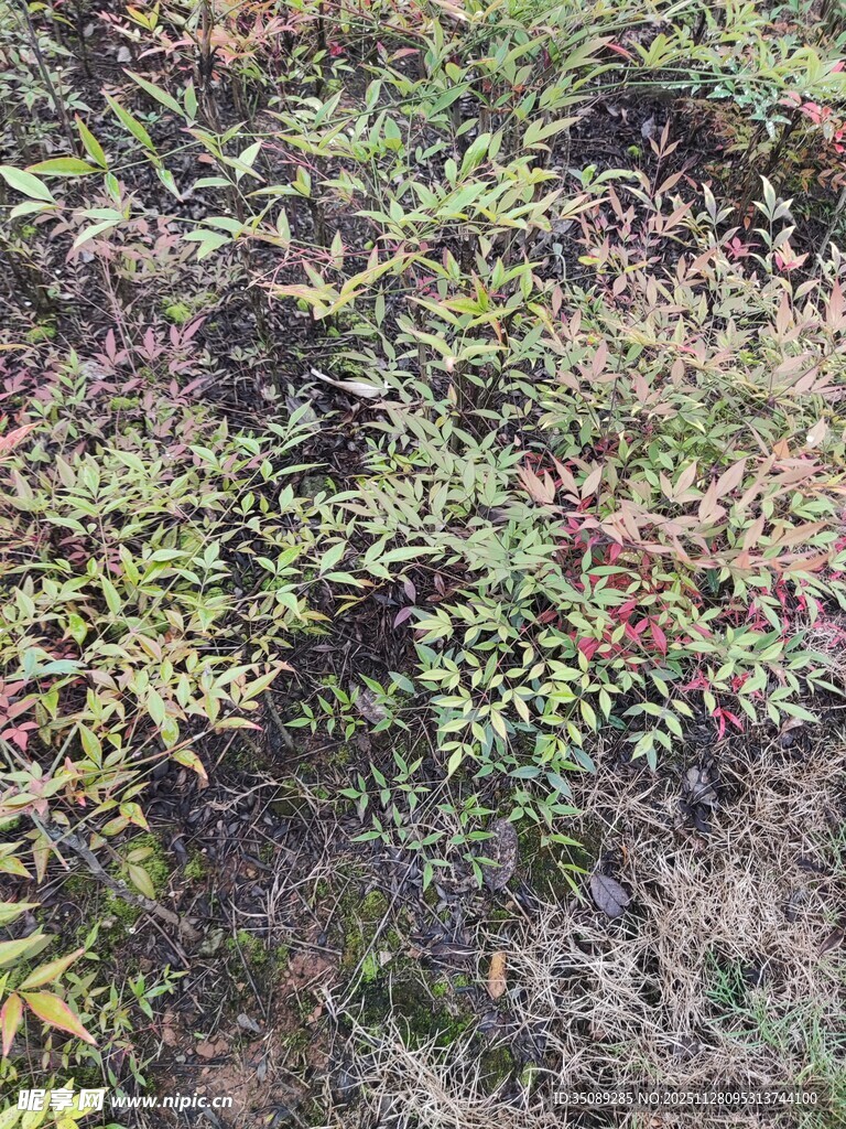 地面上的繁茂绿植