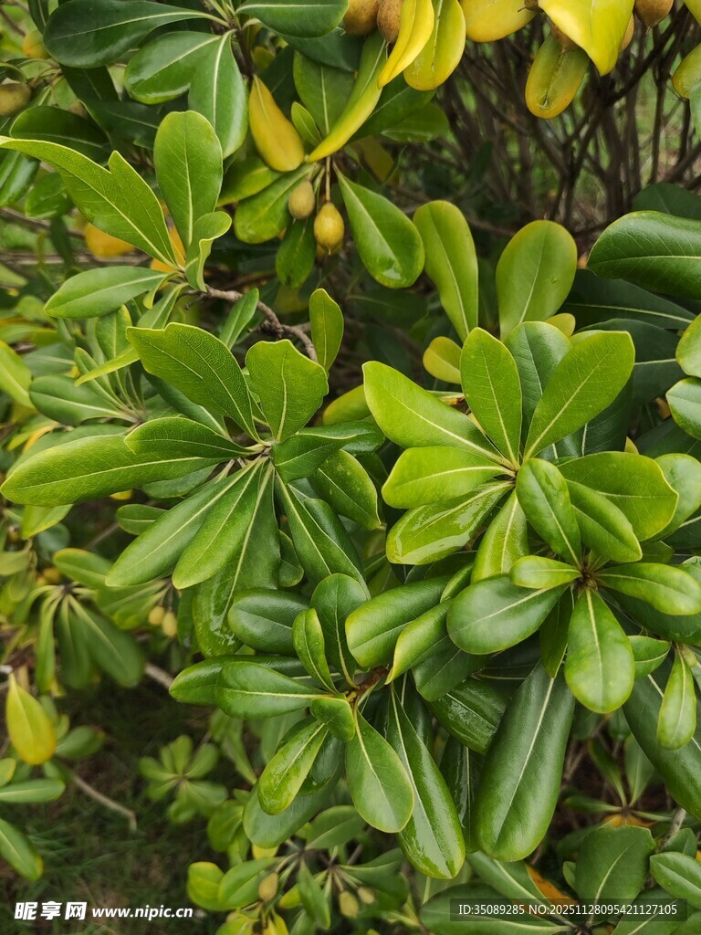 绿叶繁茂的植物景观