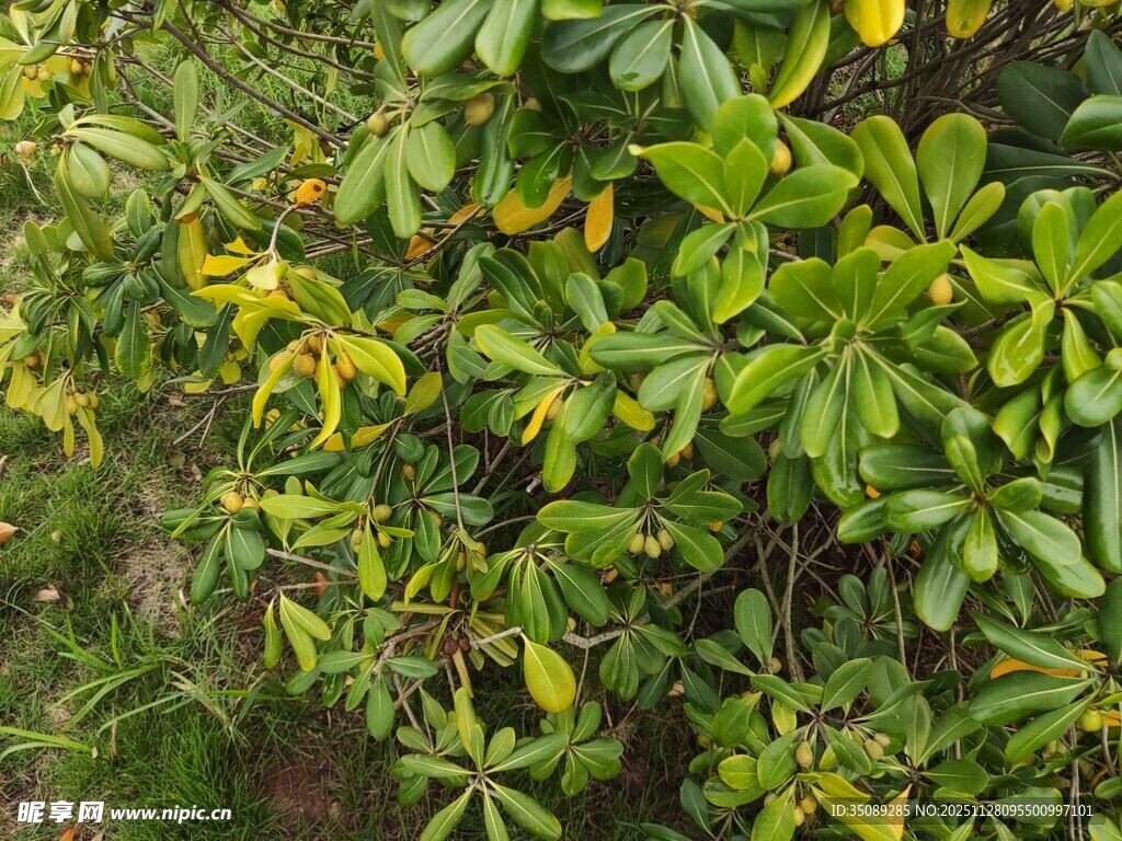 绿叶繁茂的植物景观
