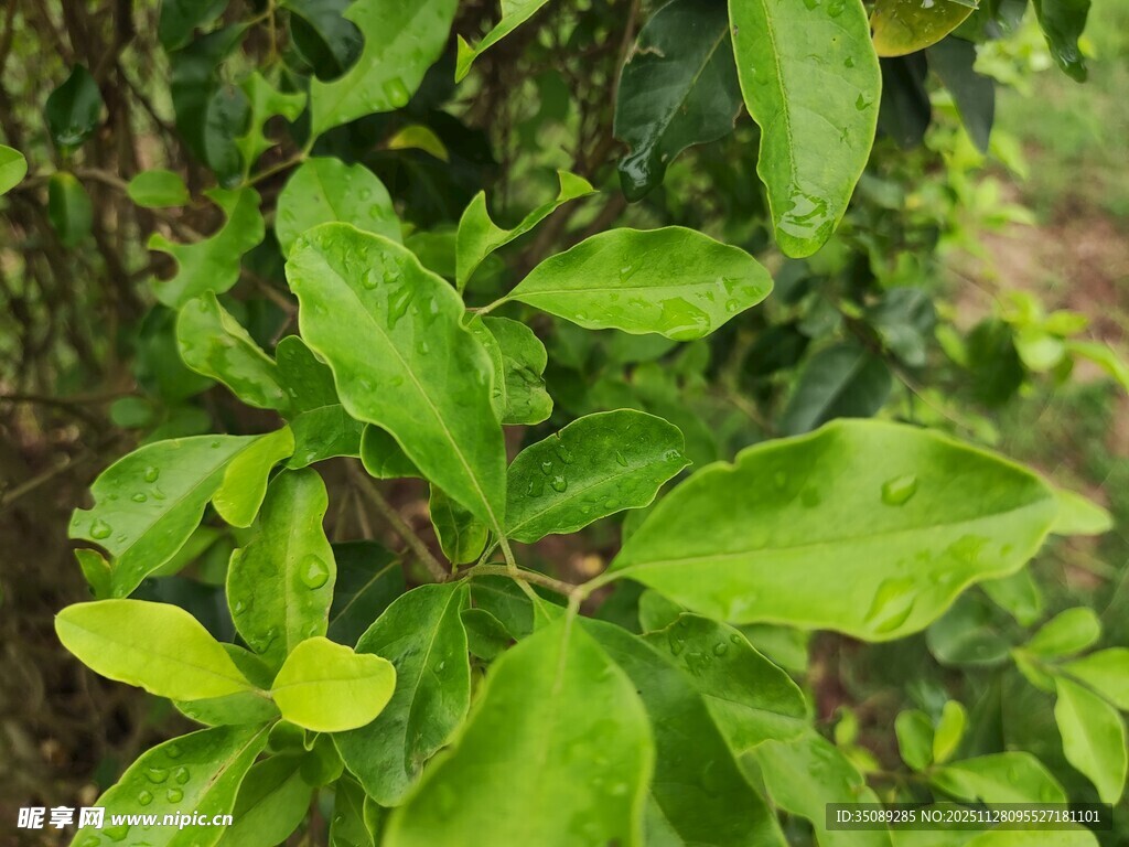 翠绿鲜嫩的植物叶片