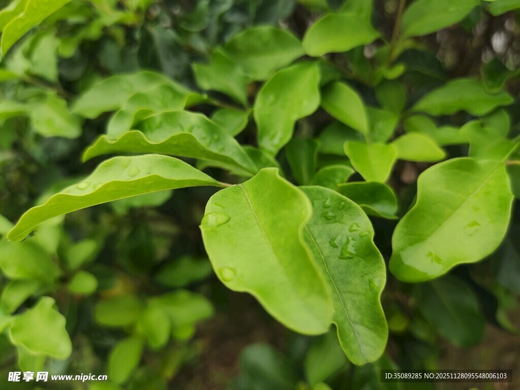 嫩绿叶片生机盎然