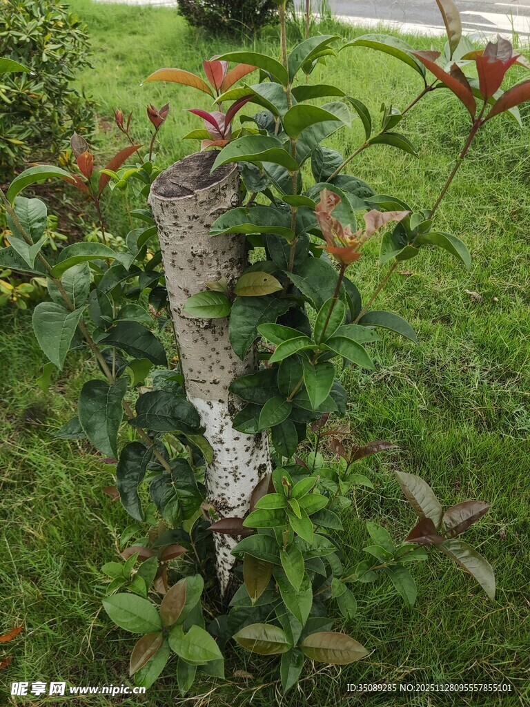 树干上生长的奇特菌类