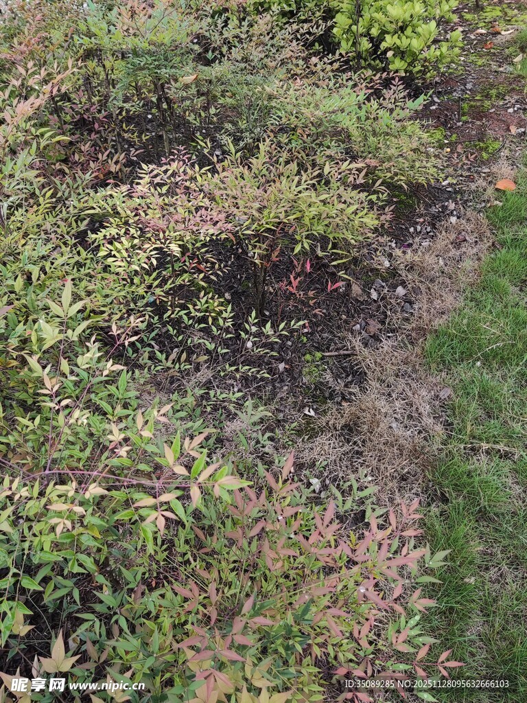 俯瞰绿植与灌木景观